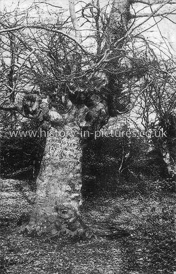 A Forest Gem, Lords Bushes, Buckhurst Hill, Essex. c.1910